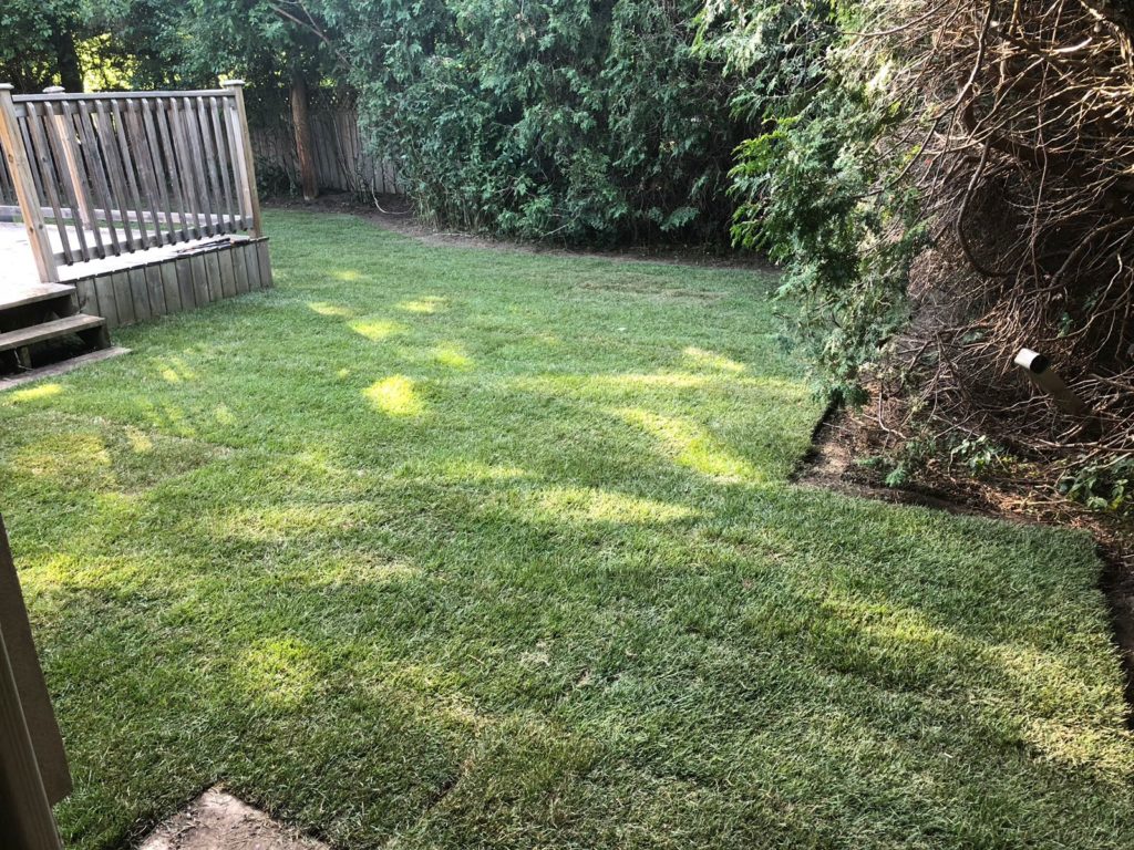backyard-lawn