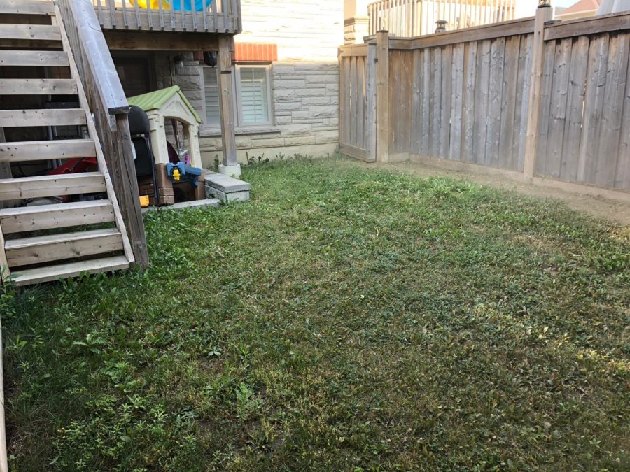 lawn replacement Toronto