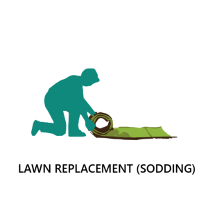lawn replacement